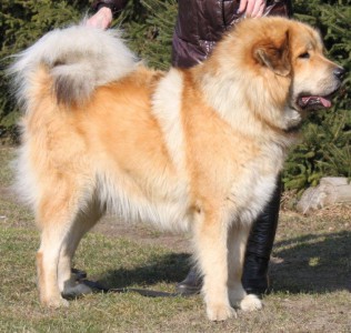 Cespa