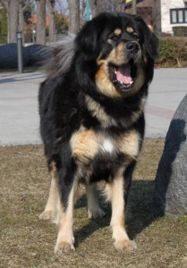 Chari