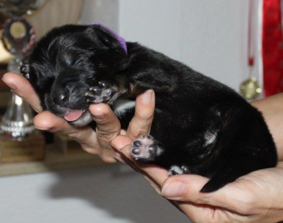 Lila