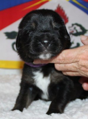 Lila