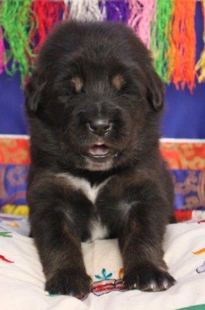 Lila