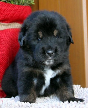 lila