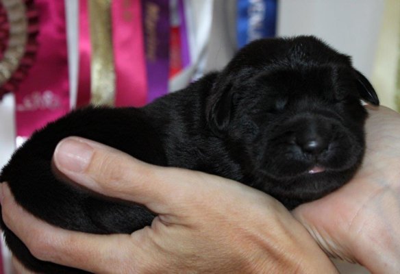 lila