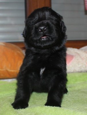 schwarz