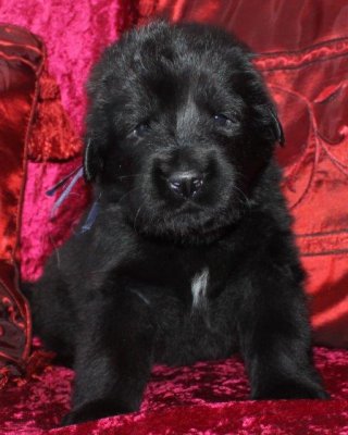 schwarz