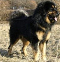 Ali