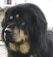 Chari